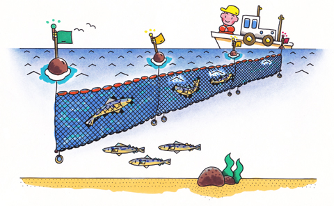 流し網漁（イラスト）