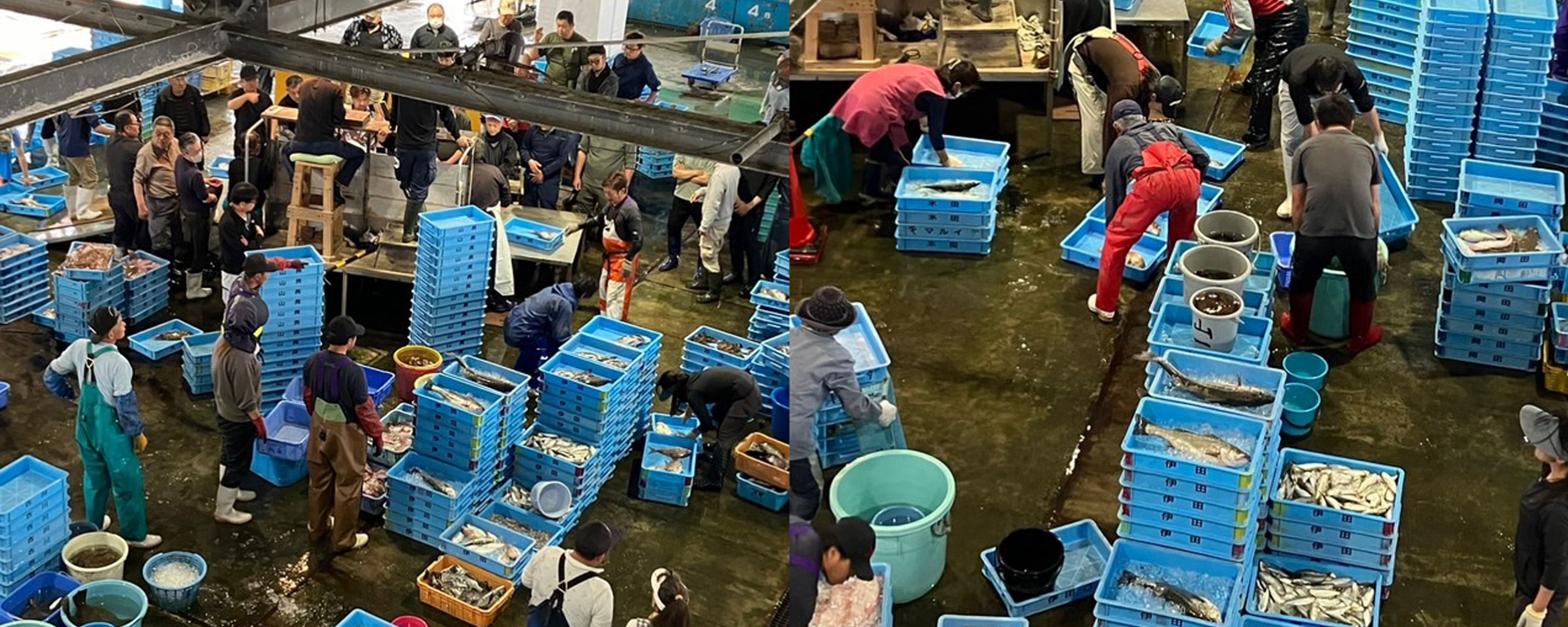魚庭（なにわ）の海を育てる・大阪府漁連
