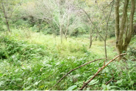 神於山（魚庭の森）